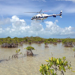 Helicopter flying over dwarf mangroves in the Taylor Slough ecotone